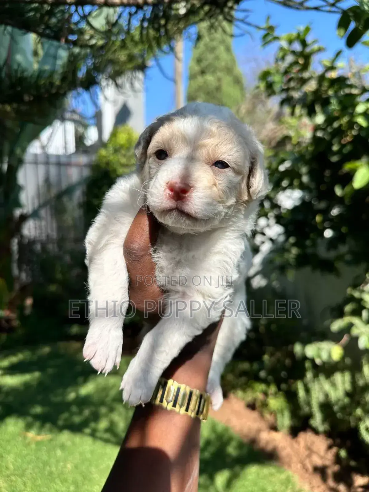 1-3 months Male Mixed Breed Maltese