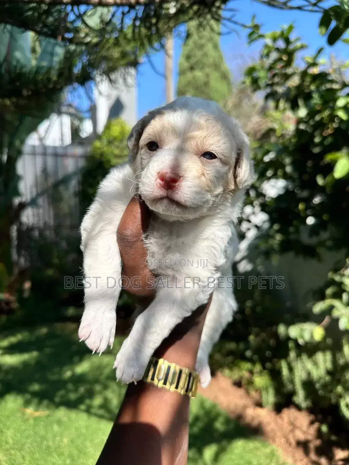 1-3 months Male Mixed Breed Maltese