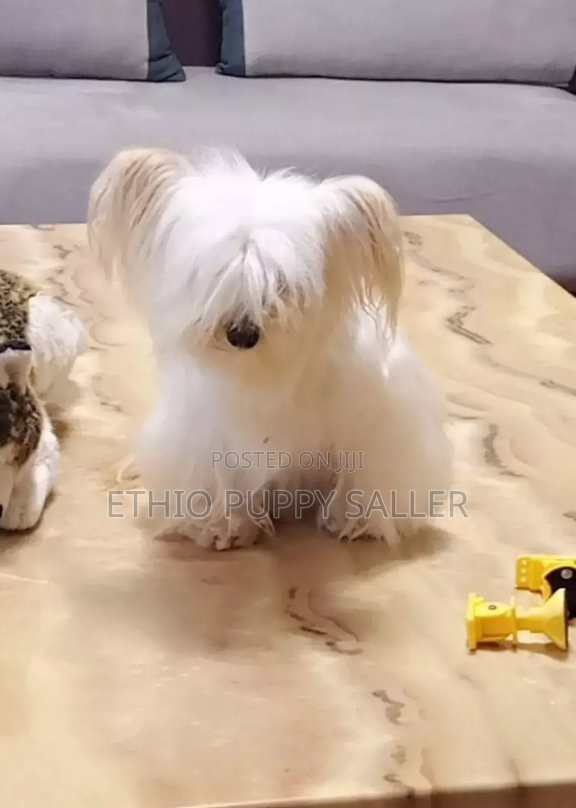 1-3 months Male Purebred Maltese