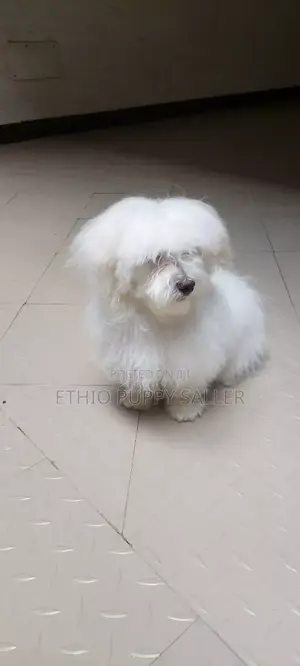 Photo - 1-3 months Male Purebred Maltese