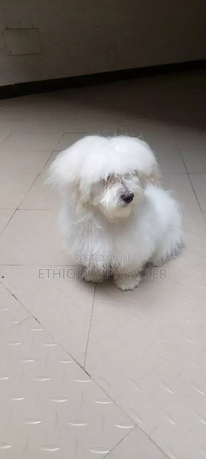 1-3 months Male Purebred Maltese