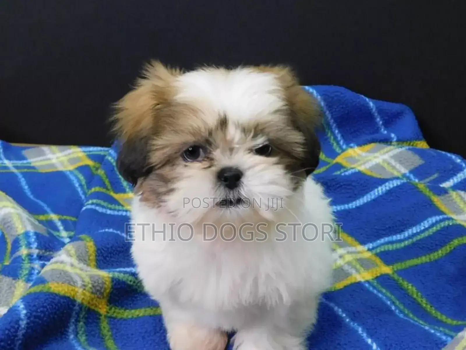 1-3 months Male Purebred Maltese