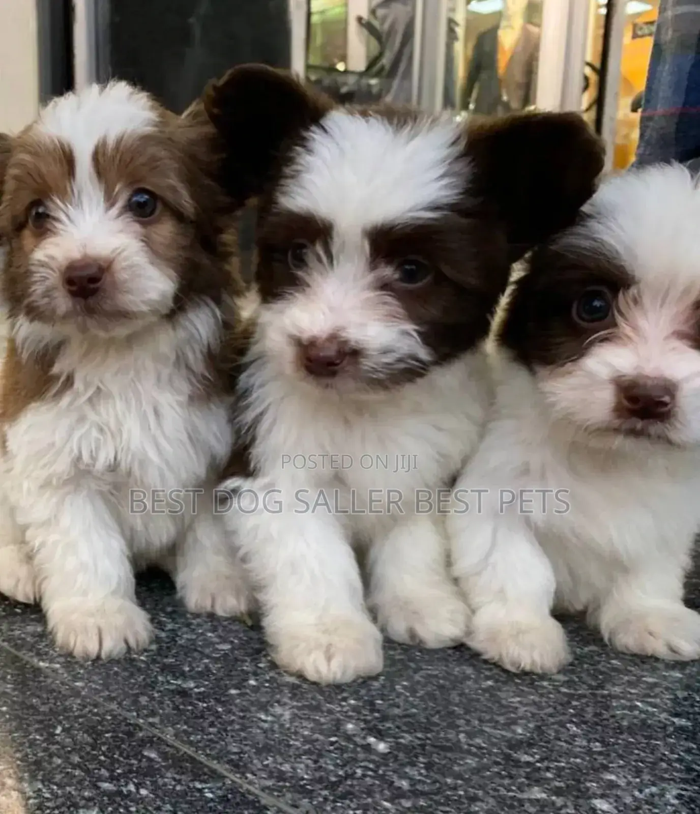 1-3 months Male Purebred Maltese