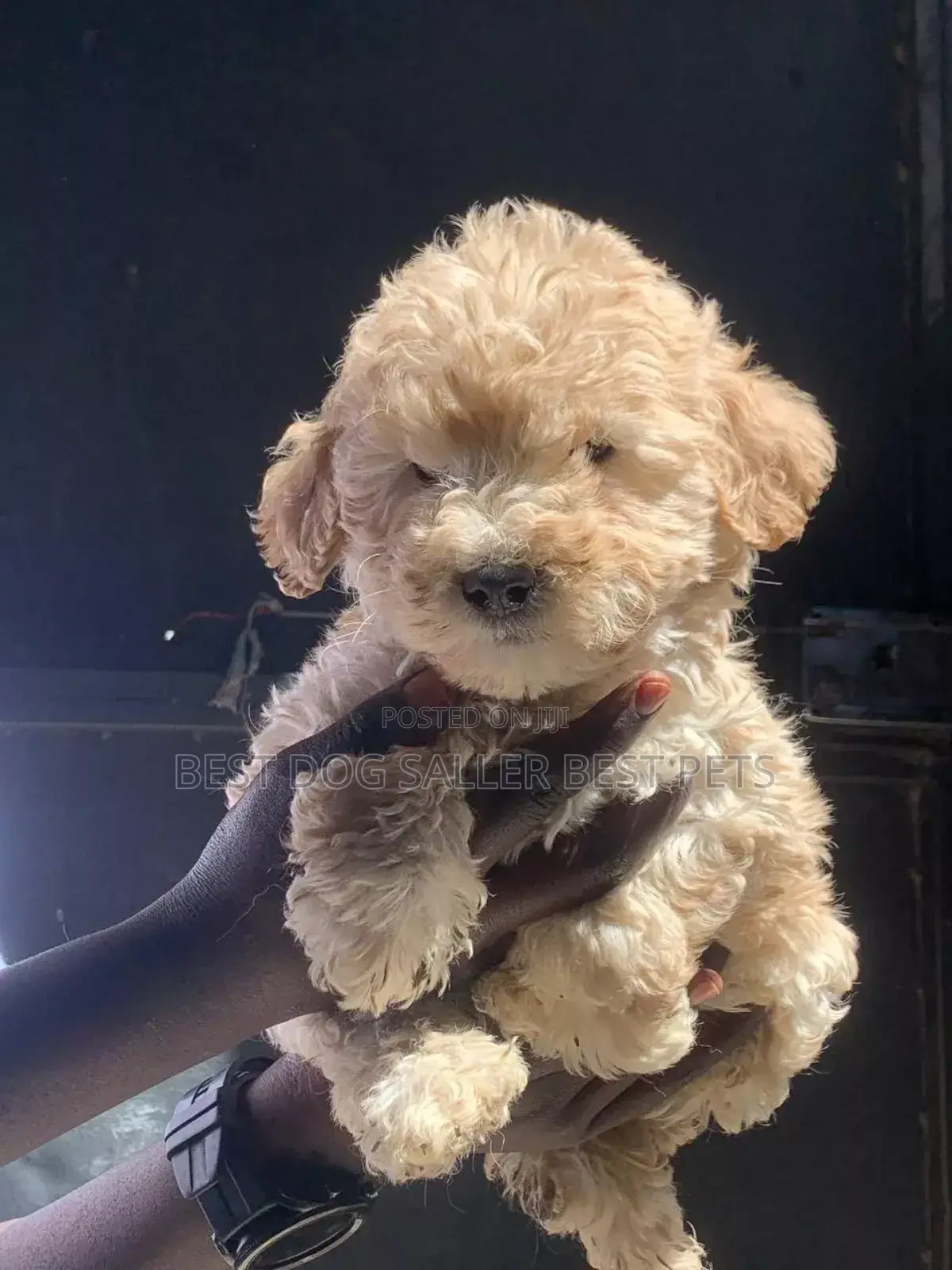 1-3 months Male Purebred Poodle
