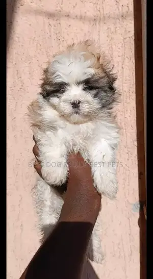 1-3 months Male Purebred Maltese