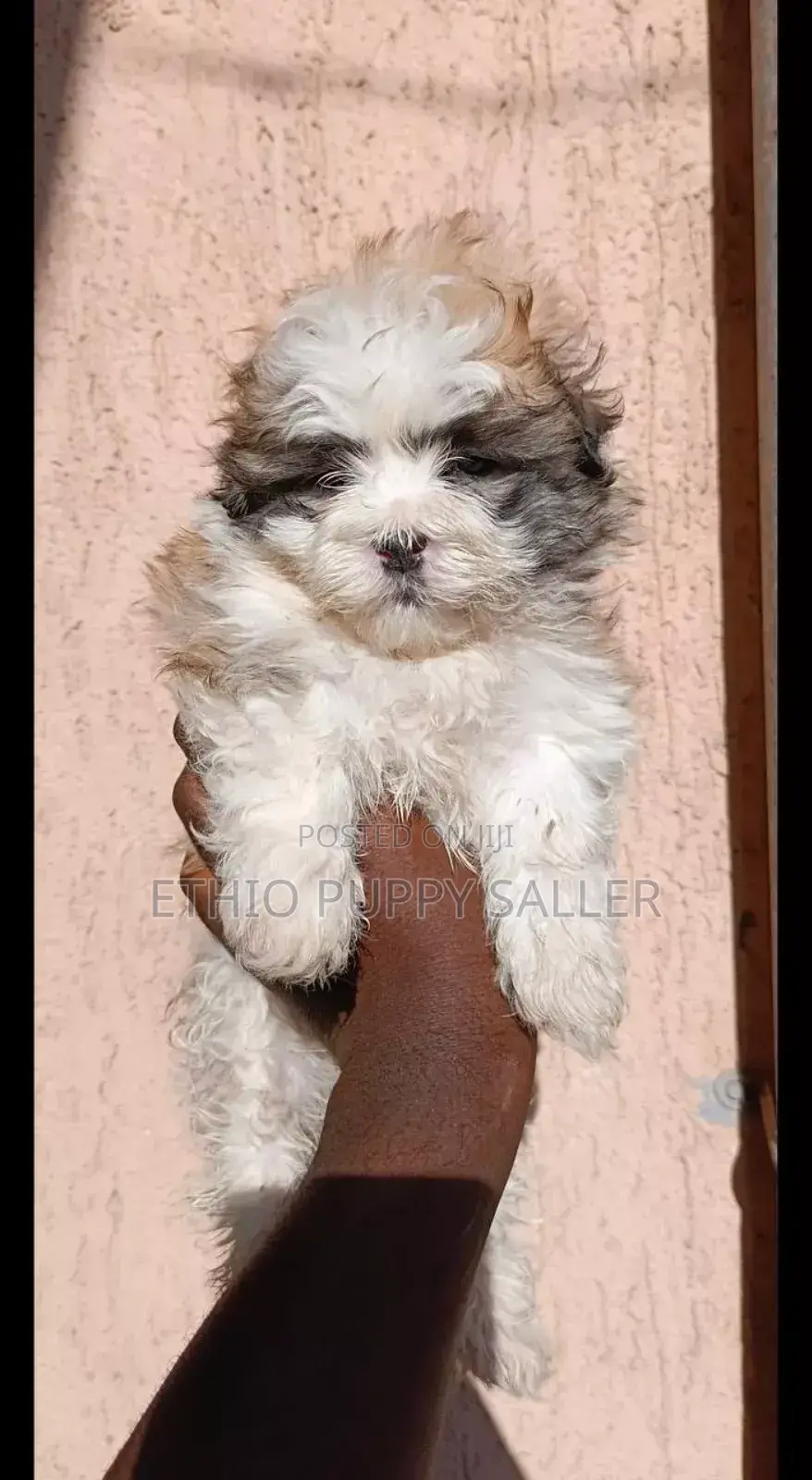 1-3 months Male Purebred Maltese