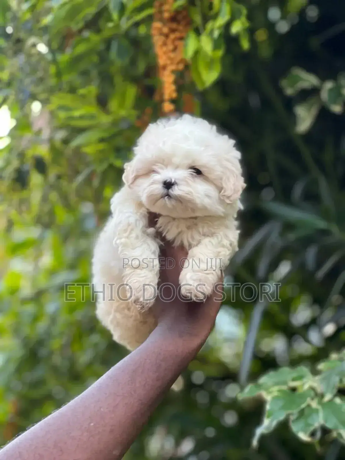 1-3 months Male Purebred Maltese