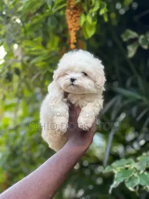 1-3 months Male Purebred Maltese