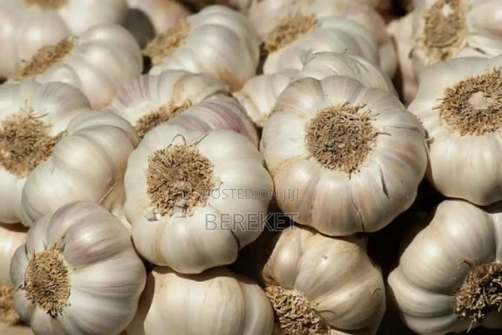Garlic (White Onion