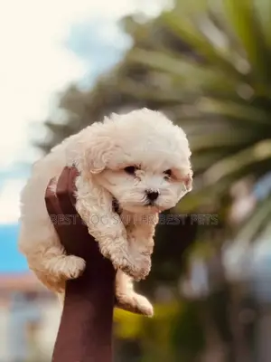 1-3 months Male Purebred Maltese