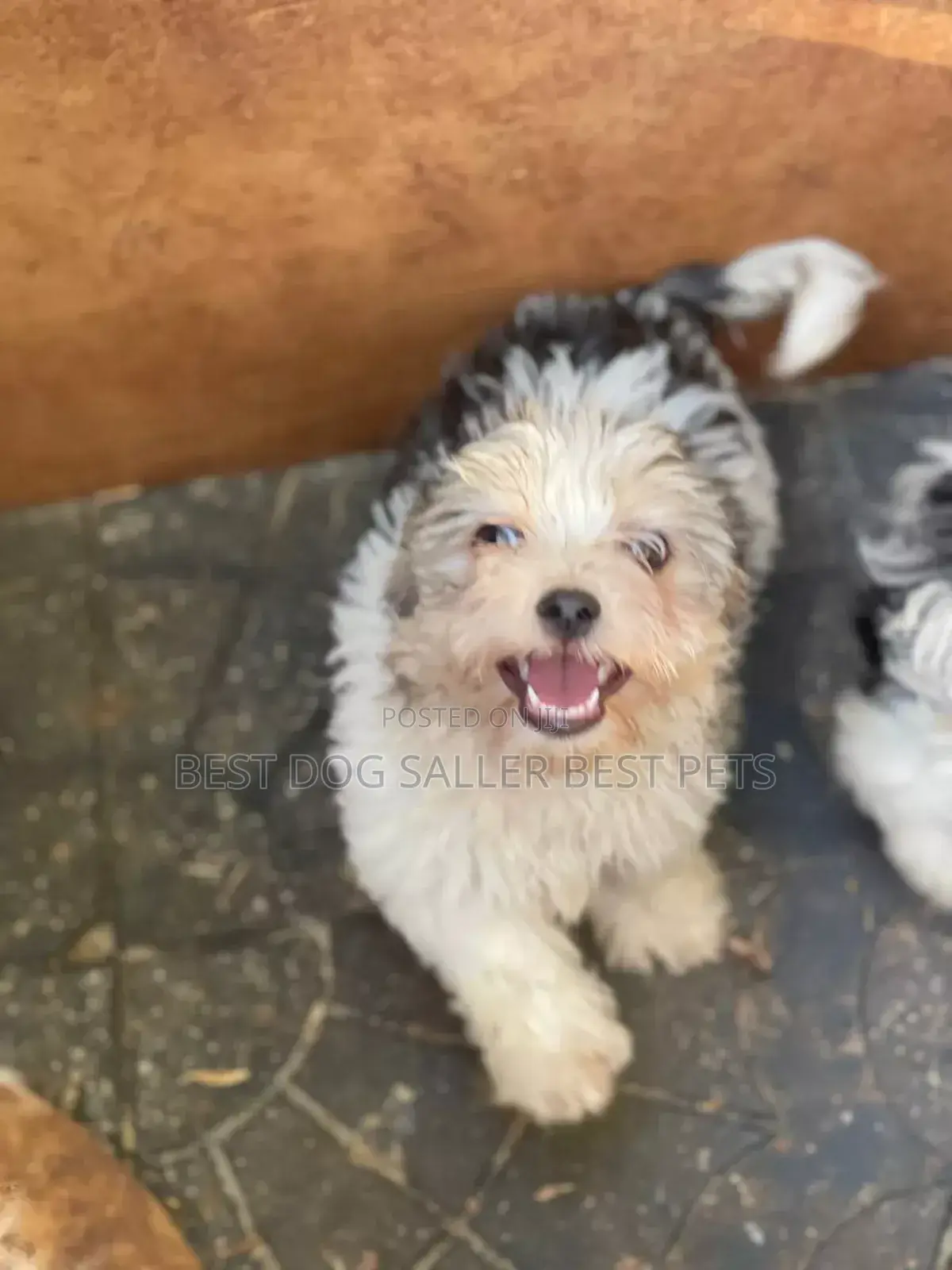 1-3 months Male Purebred Poodle