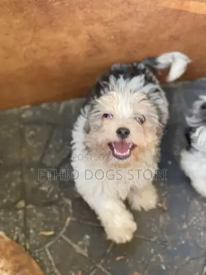 1-3 months Male Purebred Poodle