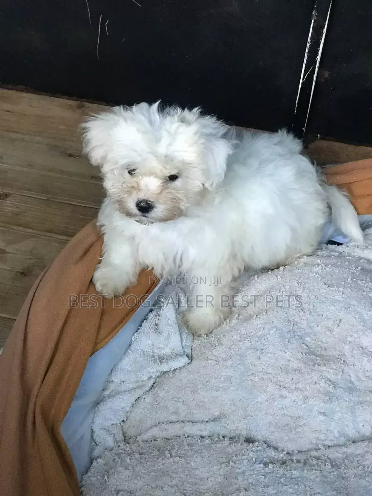 1-3 months Male Purebred Poodle