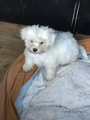 Photo - 1-3 months Male Purebred Poodle