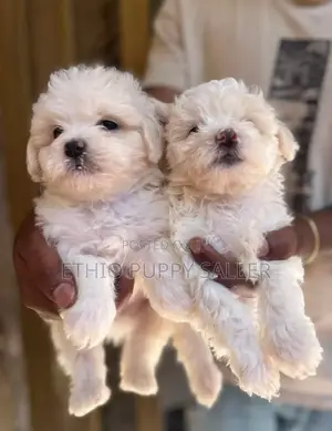 Photo - 1-3 months Male Purebred Poodle