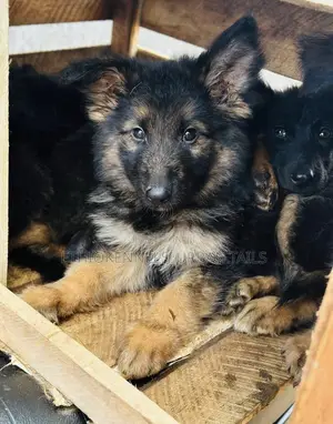 Photo - 1-3 months Male Purebred German Shepherd