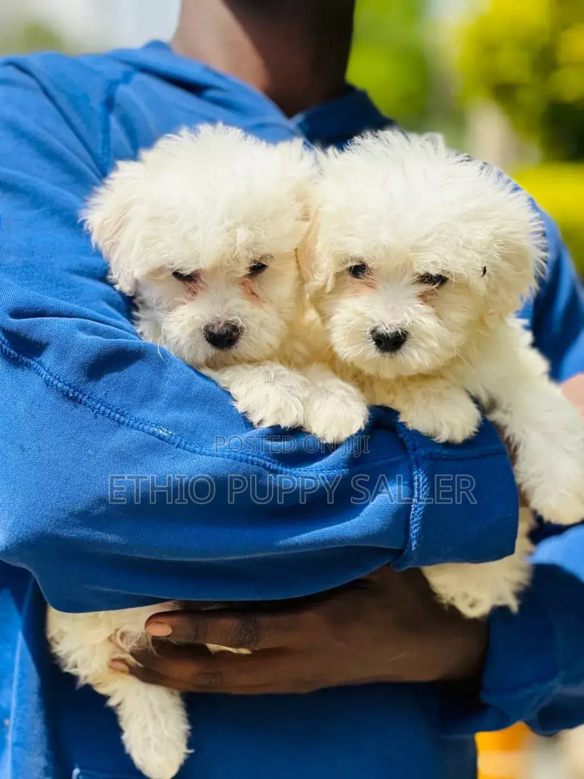 1-3 months Male Purebred Poodle