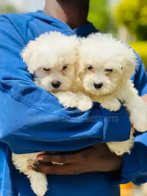 1-3 months Male Purebred Poodle