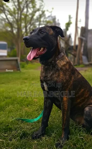 Photo - 6-12 months Female Mixed Breed Dog