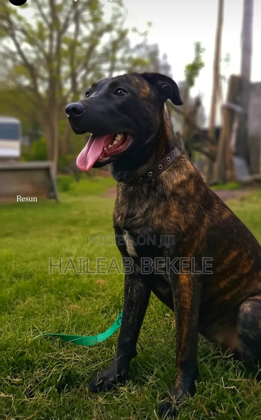 6-12 months Female Mixed Breed Dog