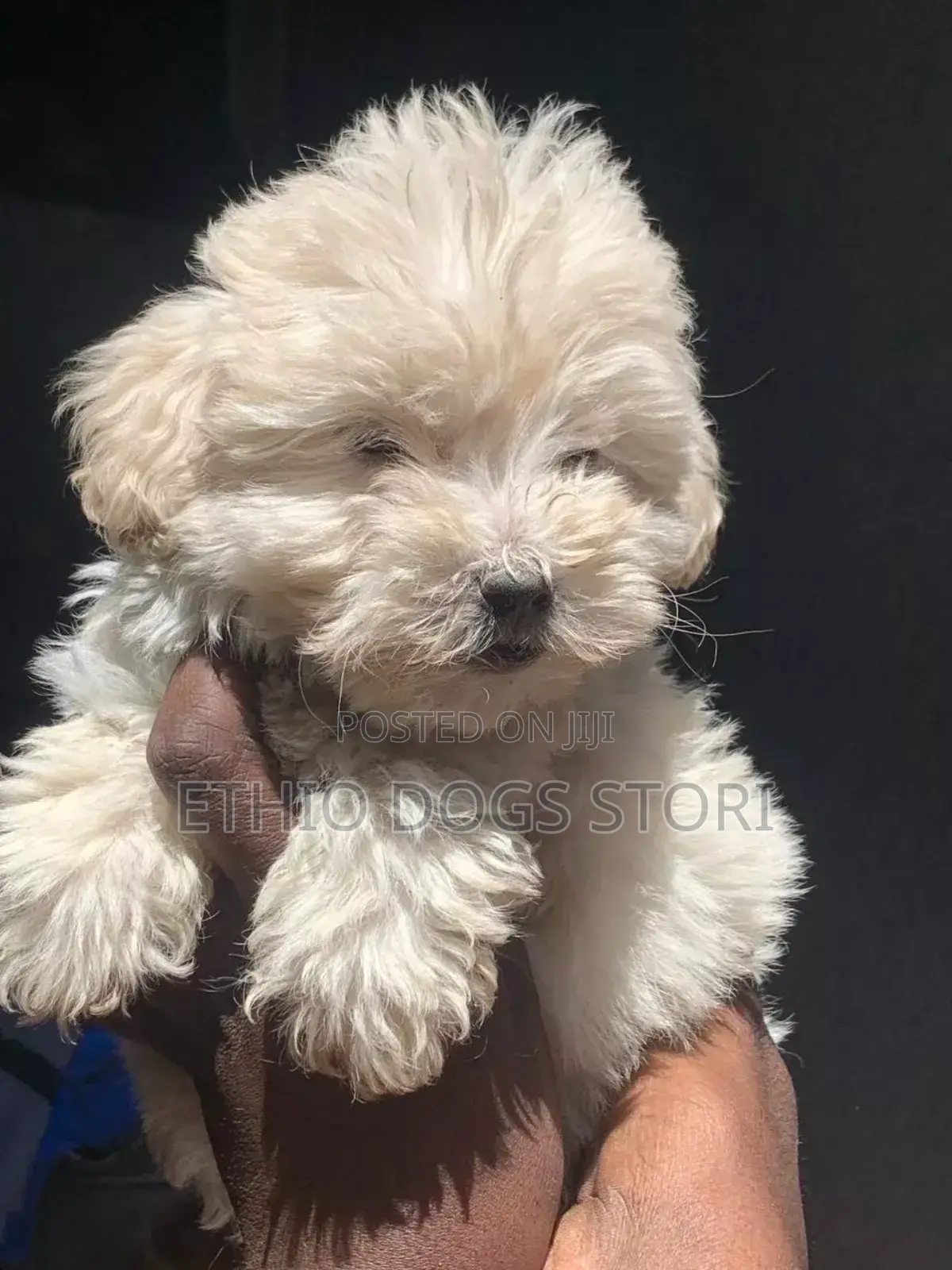 1-3 months Female Purebred Poodle