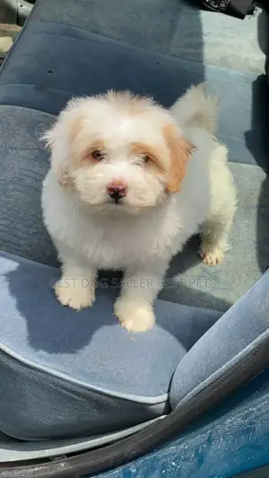 1-3 months Male Purebred Poodle