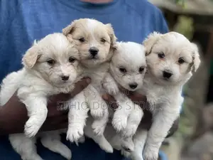 1-3 months Male Purebred Maltese