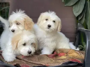 1-3 months Male Purebred Maltese