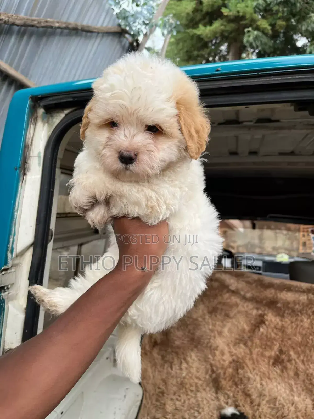 1-3 months Male Purebred Maltese