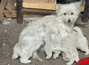 1-3 months Male Purebred Maltese