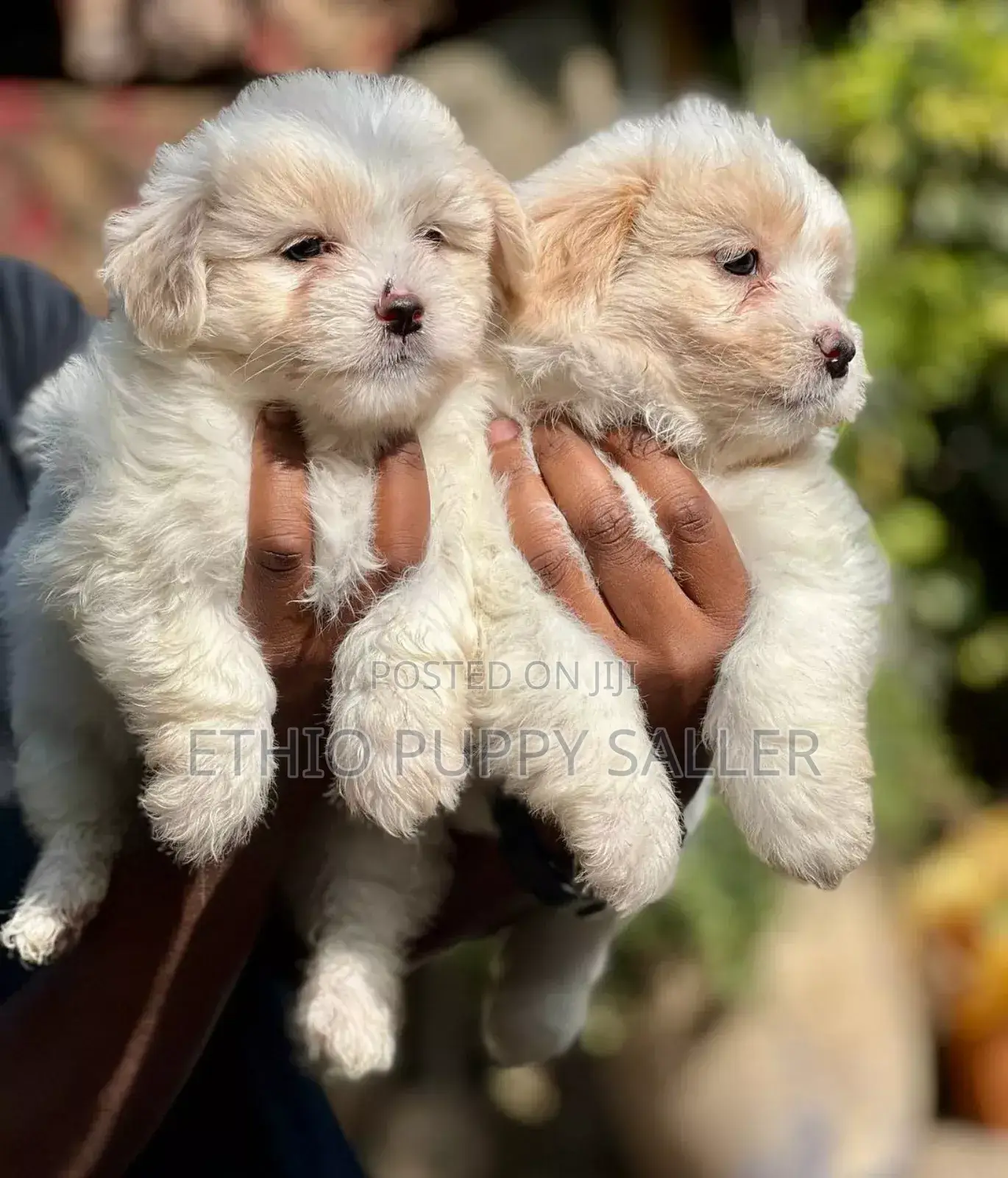 1-3 months Male Purebred Maltese