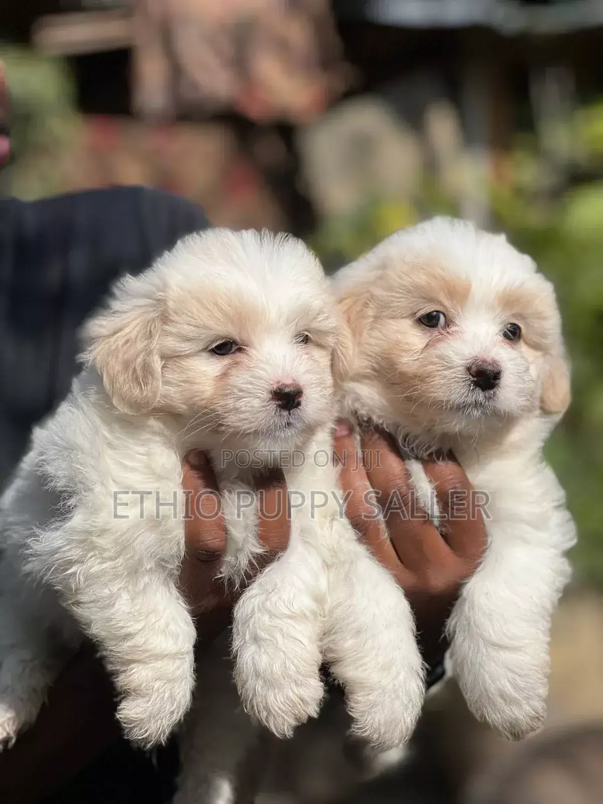 1-3 months Male Purebred Maltese