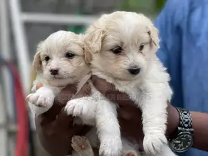 1-3 months Male Purebred Maltese