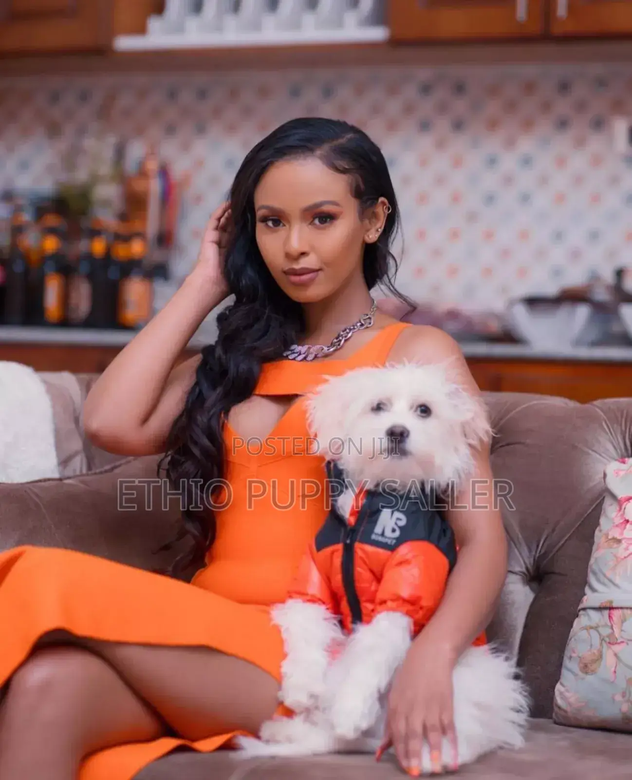 1-3 months Male Purebred Maltese