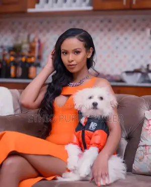 Photo - 1-3 months Male Purebred Maltese