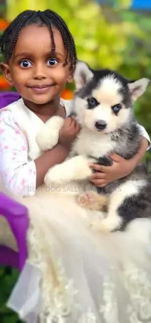 1-3 months Male Purebred Siberian Husky