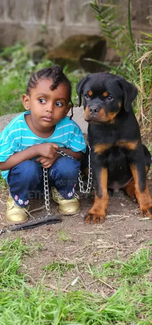 Photo - 1-3 months Male Purebred Rottweiler