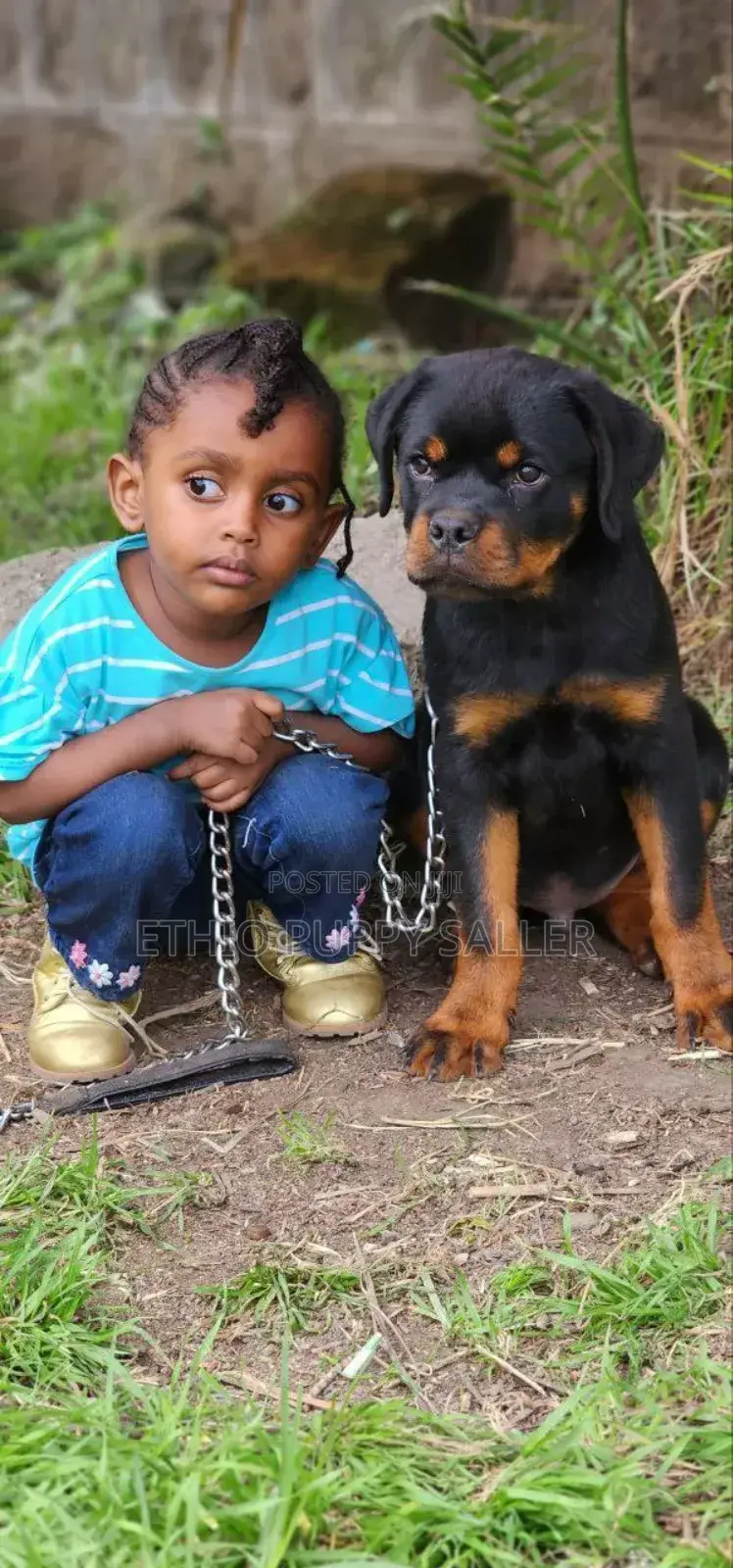1-3 months Male Purebred Rottweiler