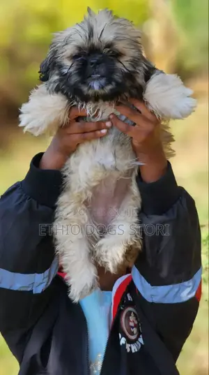 1-3 months Male Purebred Pekingese