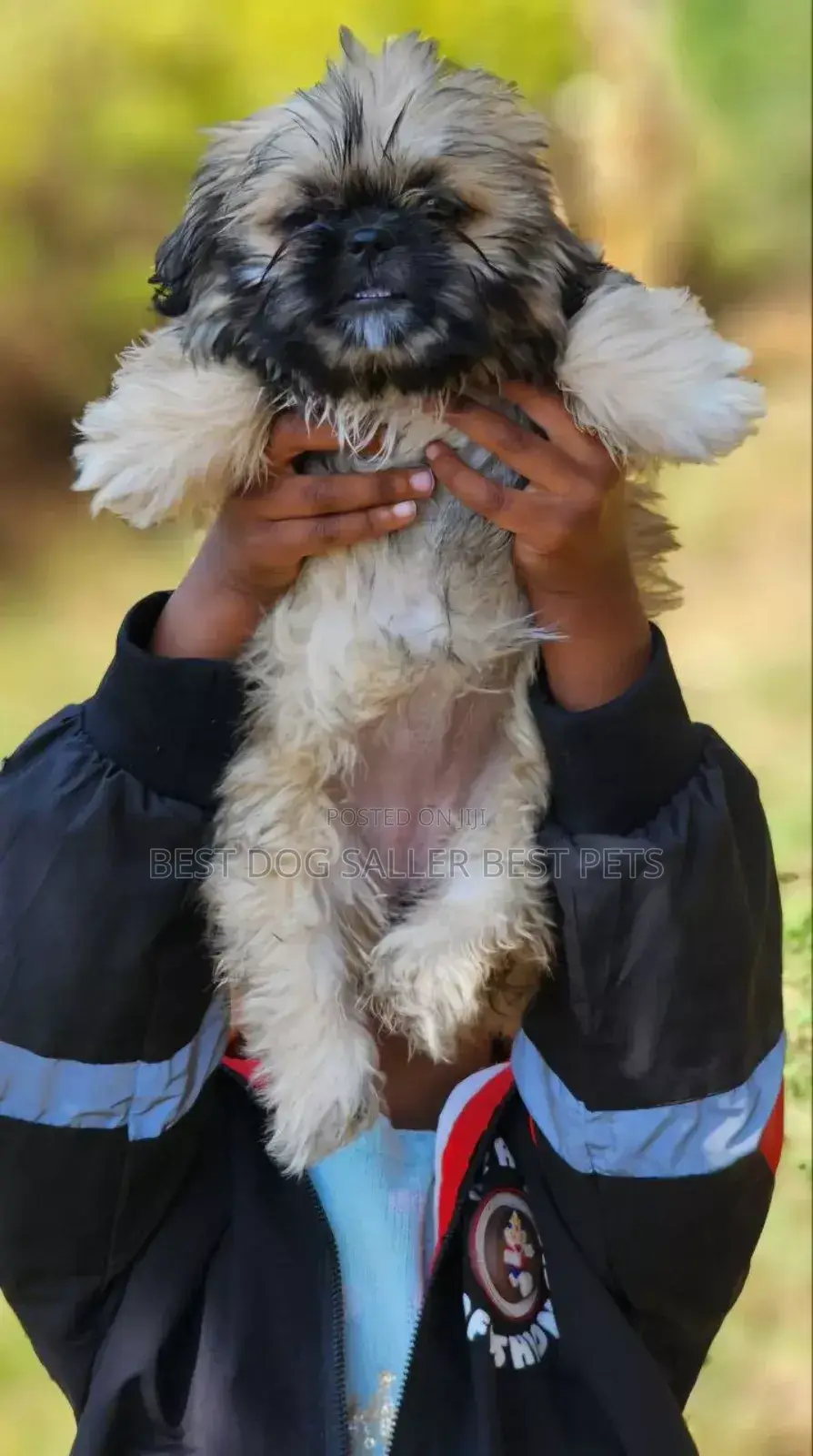 1-3 months Male Purebred Pekingese