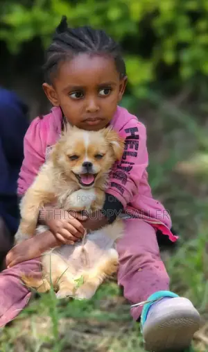 Photo - 1-3 months Male Purebred Chihuahua