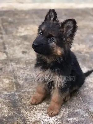 1-3 months Male Purebred German Shepherd