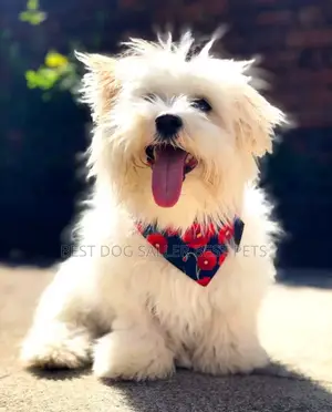 1-3 months Male Purebred Maltese