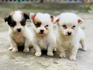 1-3 months Male Purebred Chihuahua