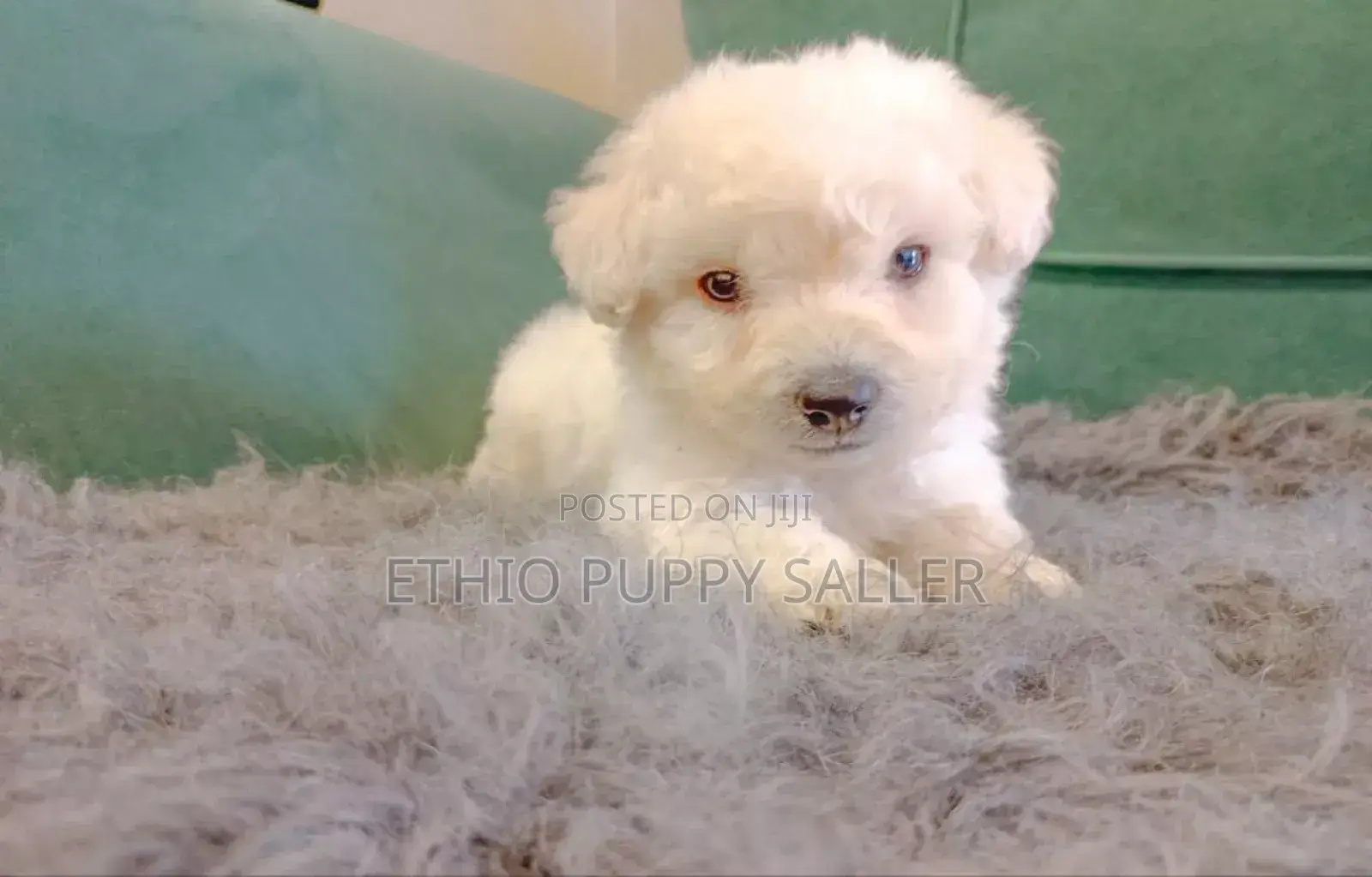 1-3 months Male Purebred Poodle