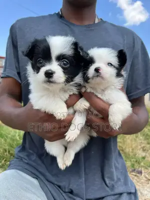 1-3 months Male Purebred Maltipoo