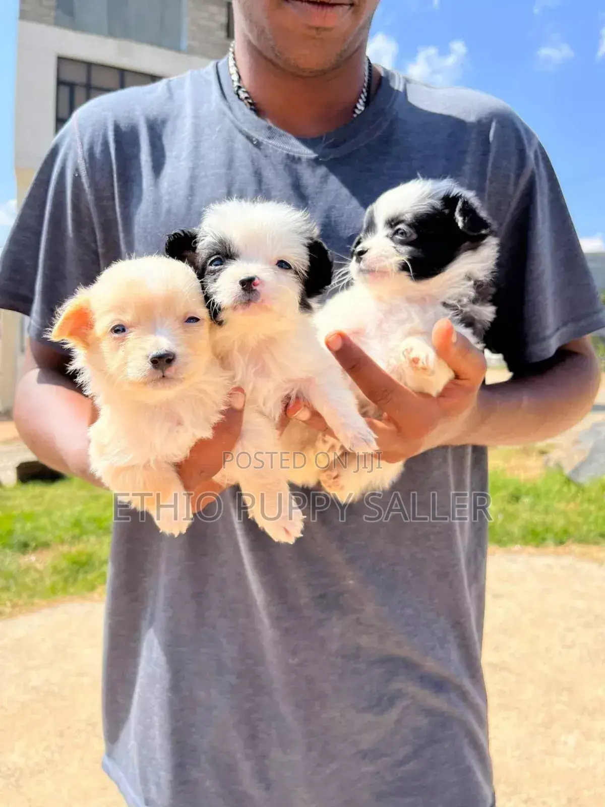 1-3 months Male Purebred Maltipoo