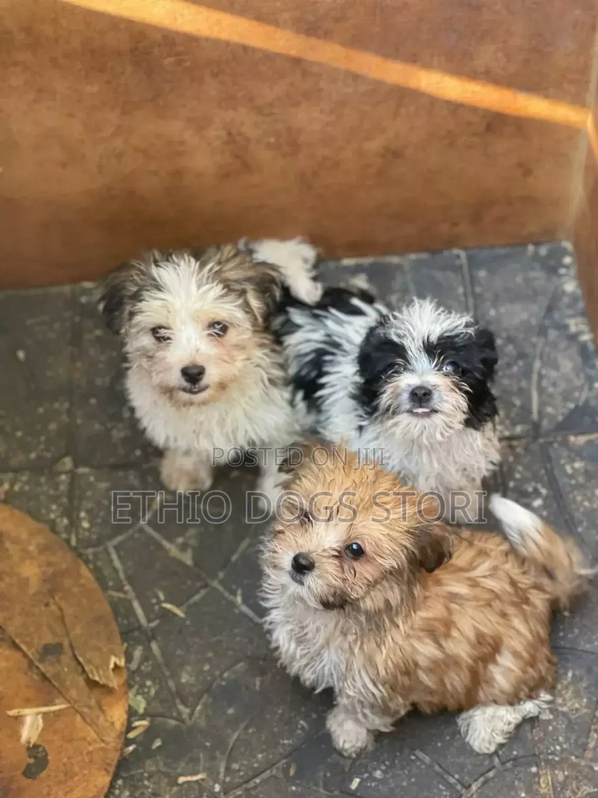 1-3 months Male Purebred Poodle