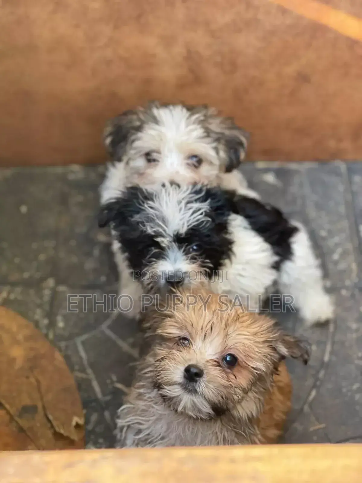 1-3 months Male Purebred Poodle