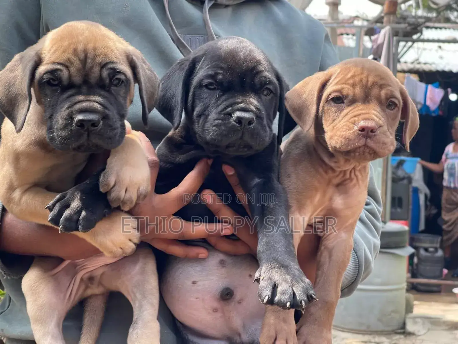 1-3 months Male Purebred Boerboel
